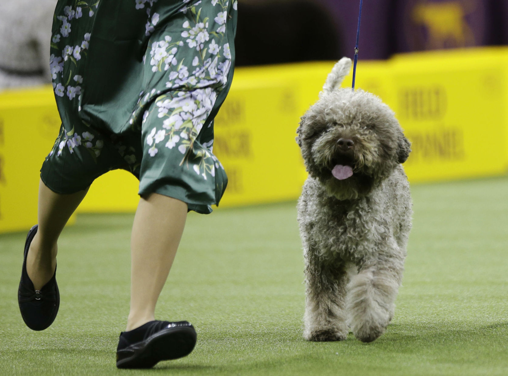 Westminster Dog Show